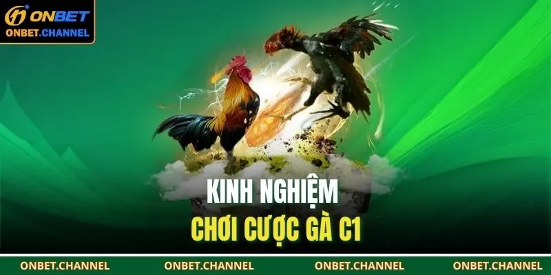 Kinh nghiệm chơi cược gà C1